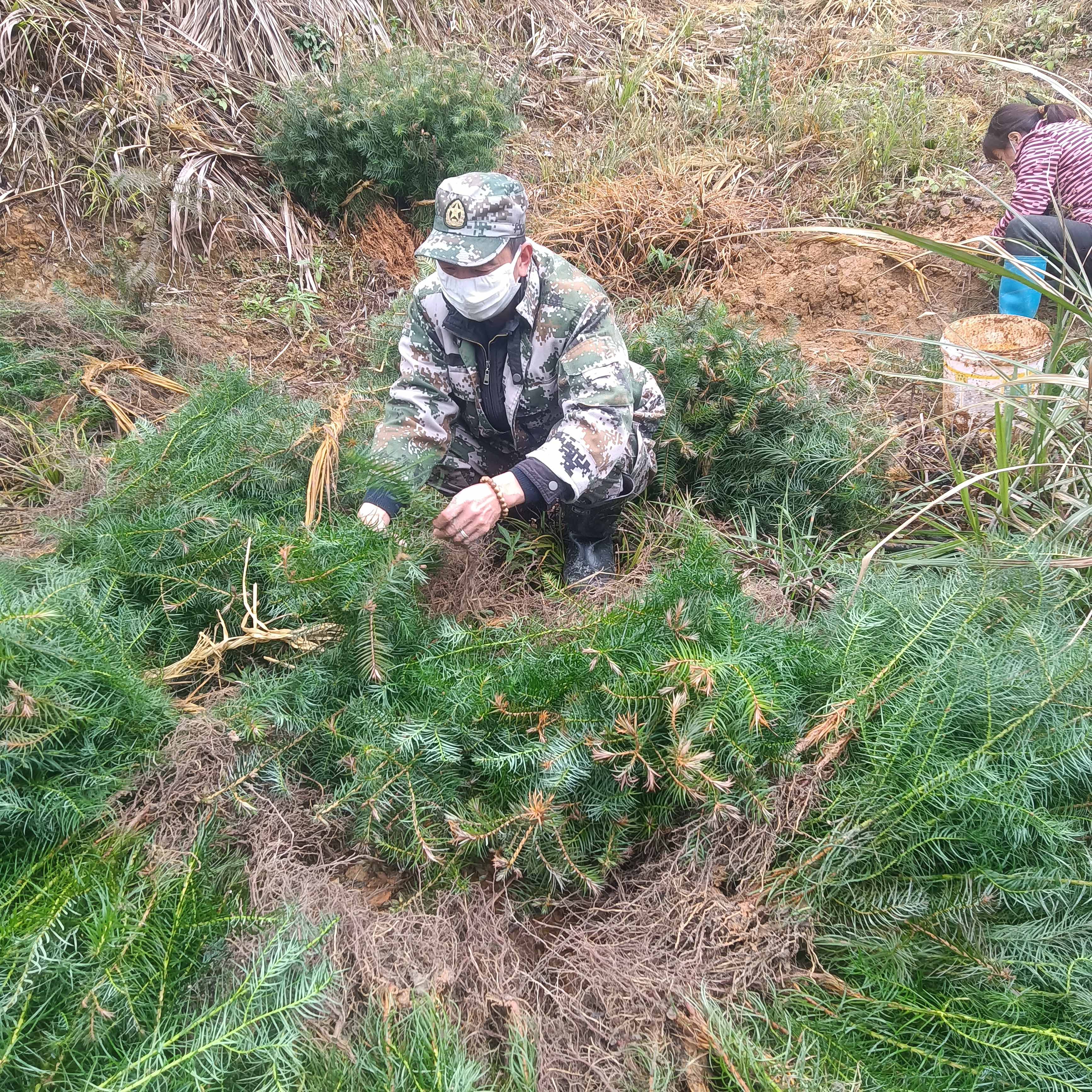 春風(fēng)拂綠，萬象更新，植樹造林正當(dāng)時(shí)